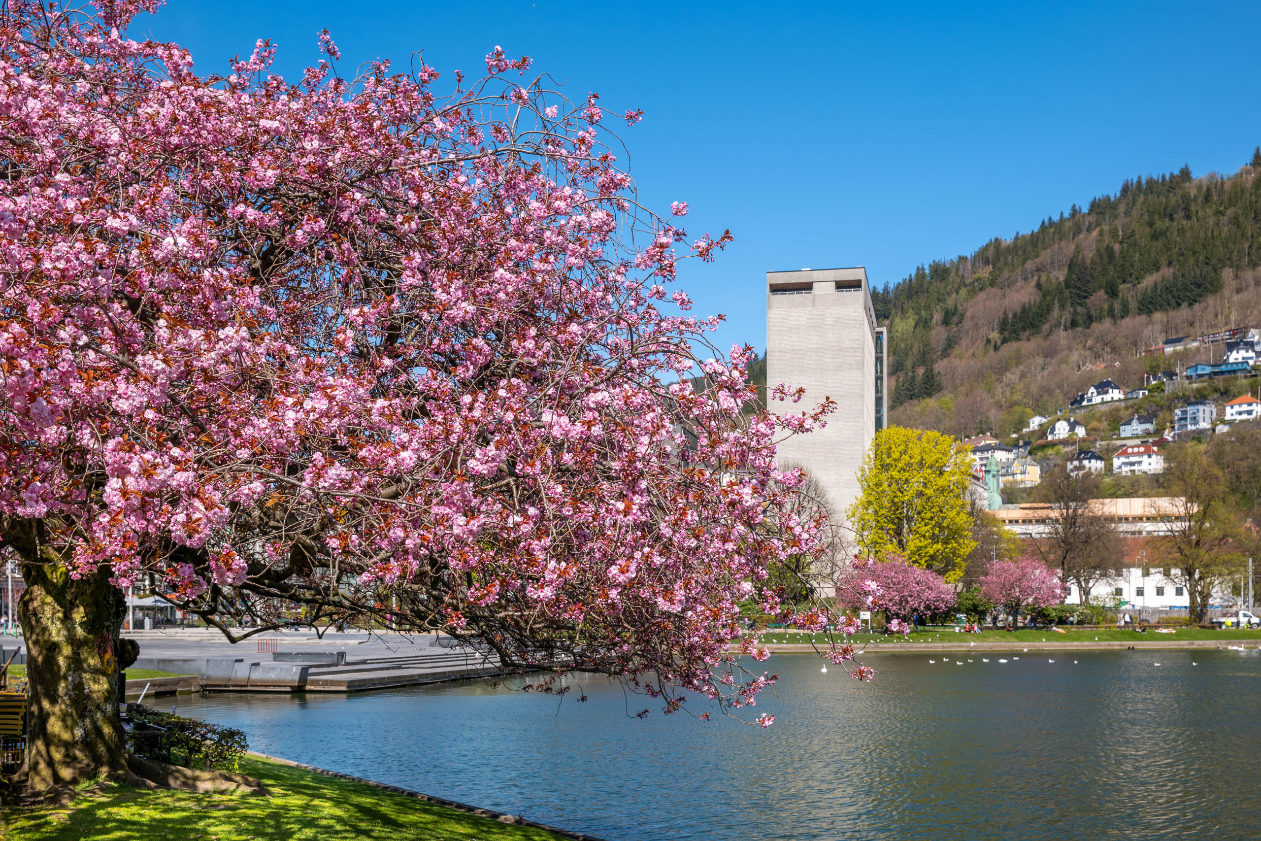 to Bergen plan your trip Go Fjords